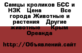 Самцы кроликов БСС и НЗК › Цена ­ 400 - Все города Животные и растения » Другие животные   . Крым,Ореанда